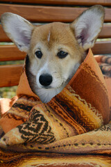 Corgi puppy in a bright orange blanket