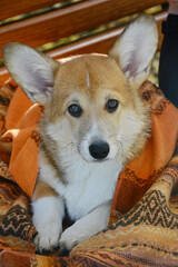 View of a lying corgi puppy wrapped in a warm blanket