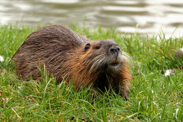 Nutria (Myocastor coypus) in the grass on the bank of the pond. Front view of the rodent.