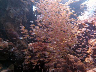 red sea glass fish