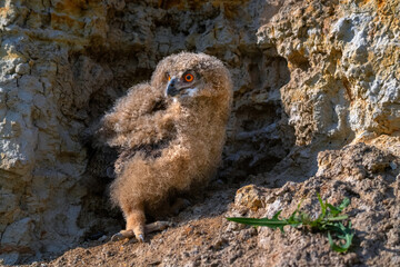 Nestling of Eurasian eagle-owl or Bubo in steppe