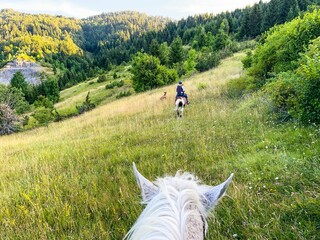 Beautiful shot from a coachman of another coachman on a field in a countryside