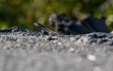 male lava lizard on the rocks, Punta Espinoza, Fernandina, Galapagos