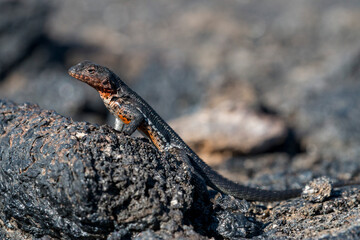 female Isabela Lava-Lizard, Fernandina, Galapagos