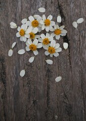 Obraz premium white flowers on wooden background