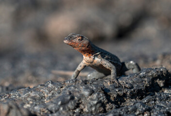 Isabela Lava-Lizard, Fernandina, Galapagos