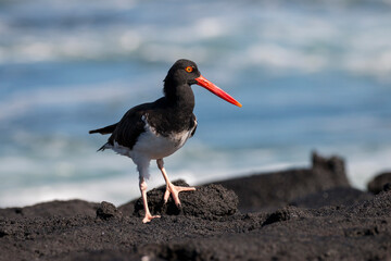 American oystercatcher patrols on the shore, Fernandina, Galapagos