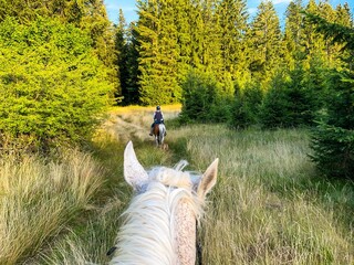 Beautiful shot from a coachman of another coachman on a field in a countryside
