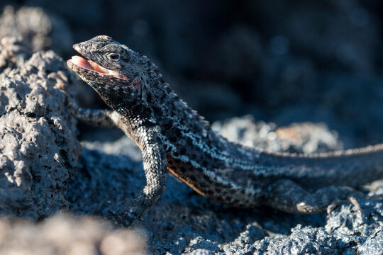 male lava lizard, Punta Espinoza, Fernandina, Galapagos