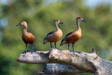 Lesser whistling-duck or Dendrocygna javanica perches on a tree