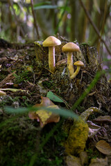 Three mushrooms or toadstools on a tree stump in autumn, close up