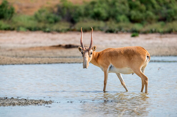 Saiga antelope or Saiga tatarica stands in steppe near waterhole