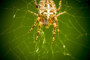 Garden Spider // Kreuzspinne Makro