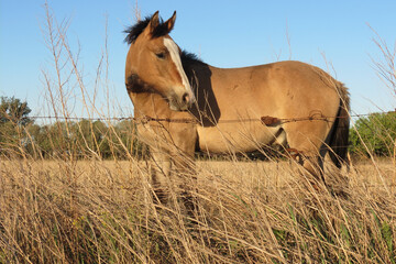 Obraz premium Caballo campestre.