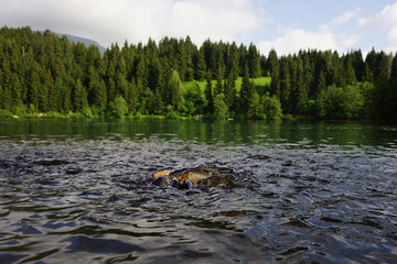 Artvin Borçka Karagöl and fish in it, lake in the mountains
