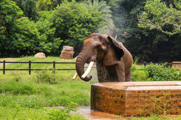 A male Indian Asian elephant is enjoying bathing and spraying itself with water in a natural habitat