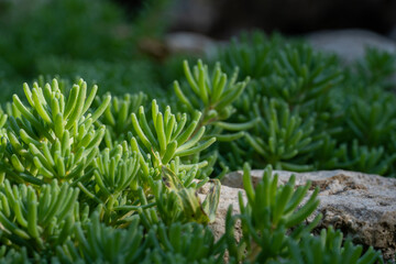 Leaves of perennial creeping sedum succulent on a sunny summer day. Macro shot of evergreen plant twigs and stones in rays of light outdoors. Decorative plant in the garden. Landscaping. Plant growing