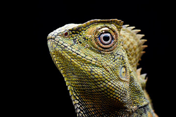 Fototapeta premium The detail of a forest dragon lizard head
