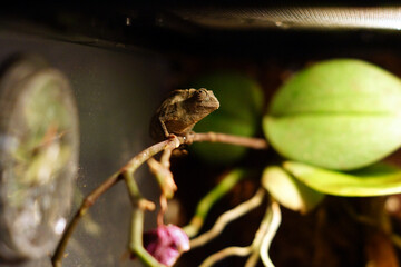 Kameleon pigmejski, jeden z najmniejszych kameleonów świata. Terrarium z naturalnymi roślinami dla gada.   - obrazy, fototapety, plakaty