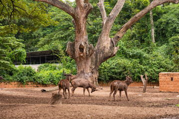 The Javan rusa or Sunda sambar (Rusa timorensis) is a deer species that is endemic to the islands of Java, Bali and Timor (including Timor Leste) in Indonesia. The Javan rusa mates around July.