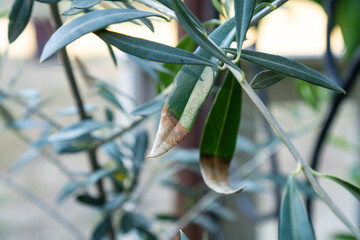 Olivenbaum (Olea europaea) mit braunen Flecken an Blattspitzen von Blättern