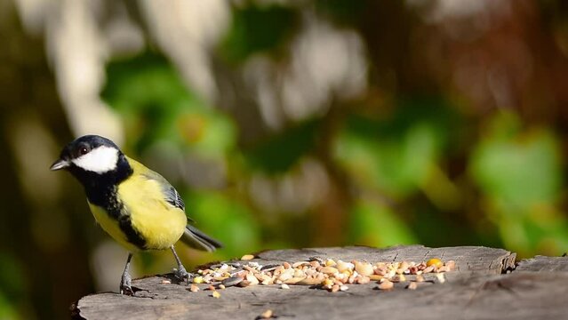 Great tit pecks bird seeds food from sawn off tree trunk table
