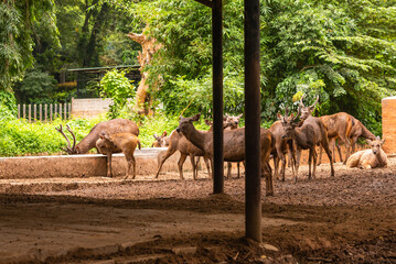 The Javan rusa or Sunda sambar (Rusa timorensis) is a deer species that is endemic to the islands of Java, Bali and Timor (including Timor Leste) in Indonesia. The Javan rusa mates around July. © lloyd