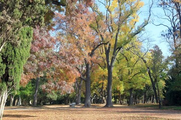 Colorful autumn trees in the Seaside Park of Varna (Bulgaria) in autumn during leaf fall
