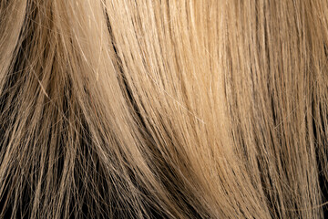 Part of blonde shiny hair illuminated by light. Strands of light woman hair. Tips of healthy natural female hair on black isolated studio background. Wig. Macro shot of long smooth locks of hair.