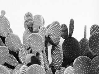 Black and white cactus photo of Opuntia microdasys