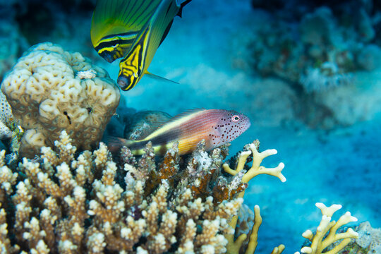 Coralfish