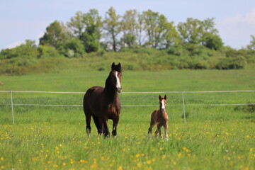 bay mare and beautiful chestnut foal with blaze on the background of a green meadow