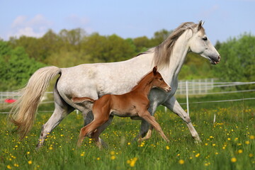 a beautiful chestnut foal and a gray mare galloping in a green meadow against the blue sky with...