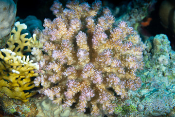 Fototapeta na wymiar Coralflower