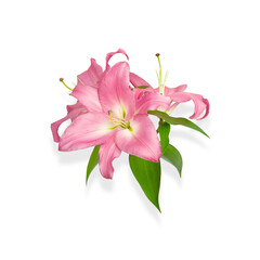 Lily flowers. Pink lilies. Flowers are isolated on a white background