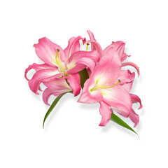 Lily flowers. Pink lilies. Beautiful flowers isolated on white