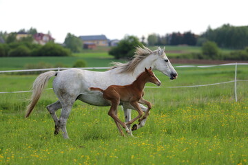 a beautiful chestnut foal and a gray mare galloping in a green meadow