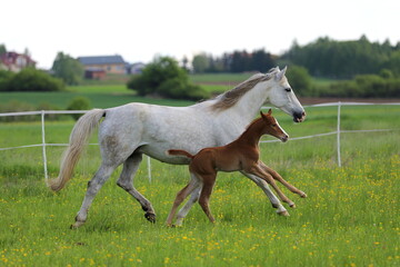 a beautiful chestnut foal and a gray mare galloping in a green meadow against the blue sky with white clouds and the castle with towers