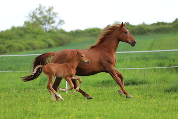 a beautiful chestnut foal and mare galloping in a green meadow