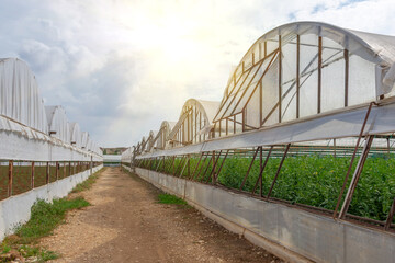Industrial greenhouses for growing tomatoes on a large scale, for the supply of exports and the domestic market of the country.