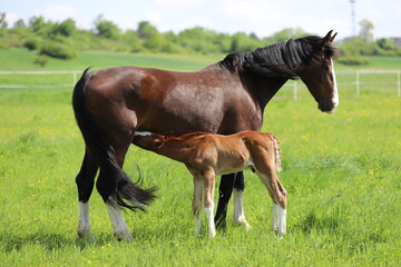 beautiful chestnut foal with blaze drinking milk from a bay mare on the background of a green meadow