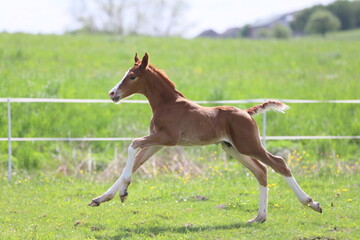 a beautiful chestnut foal with white high socks galloping against the background of a green spring...