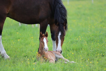 a beautiful chestnut foal and a bay mare guarding it lying on the background of a green meadow