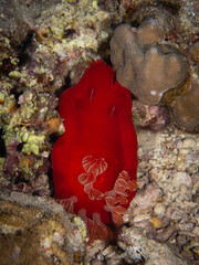 spanish dancer