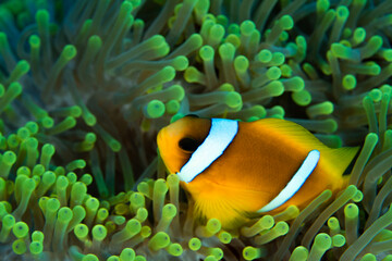 nemo