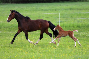 a beautiful chestnut foal with socks and a bay mare galloping in a green meadow