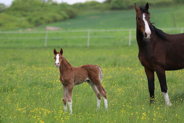 bay mare and beautiful chestnut foal with blaze on the background of a green meadow