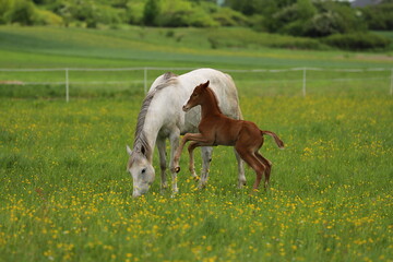 grey mare with beautiful chestnut foal jumps against the background of a green spring meadow	
