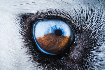 Husky dog eye close up
