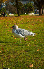 seagull in the park